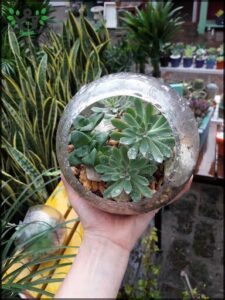 A person holding a glass vase with a plant in it.