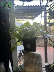 A person is holding a black pot with a plant in it.