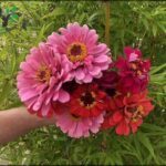 A person is holding a bouquet of pink and red flowers.