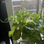 A person is holding a leafy green plant in their hand, possibly a potted plant.