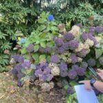 A person is holding a piece of paper and pointing at a purple flower in a garden.