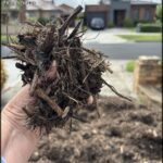 A person is holding a pile of dirt in their hand.