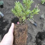 A person is holding a small plant in a brown pot.