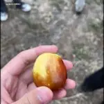 A person is holding a small, yellow fruit in their hand.