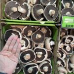 A person is holding up a mushroom in a box, showing it to the camera.