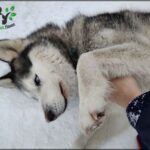 A person is petting a dog in the snow.