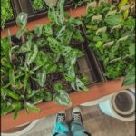 A person is standing in front of a wooden table with various potted plants on it.
