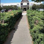 A person is walking down a path between two hedges, leading to a building.