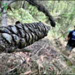 A person is walking through a forest, passing by a tree with a pinecone hanging from it.