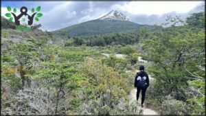 A person is walking through a forest, with a mountain in the background.