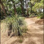 A person stands in front of a large bush with a path leading to it.