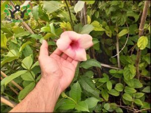A person's hand holding a flower in a garden.