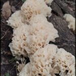 A pile of mushrooms on a tree stump.