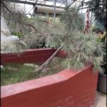 A pine tree with no leaves is growing in a pot.