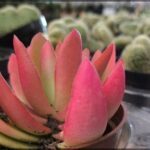 A pink cactus with green leaves in a brown pot.