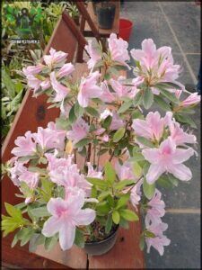A pink flower in a pot with other pink flowers.