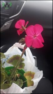 A pink flower is in a green pot.