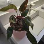 A pink flower pot with a plant in it sits on a counter.