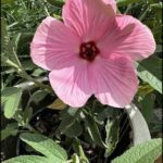 A pink flower with a yellow center is in a pot.