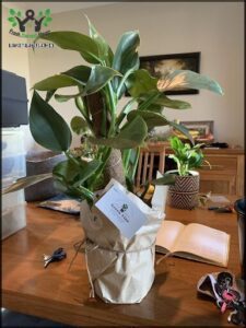 A plant in a brown bag sits on a table next to a book.