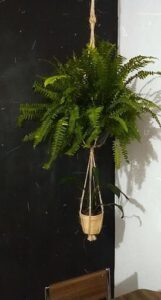 A plant in a brown basket with a rope around it.