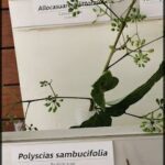 A plant with a green leaf and a white flower.