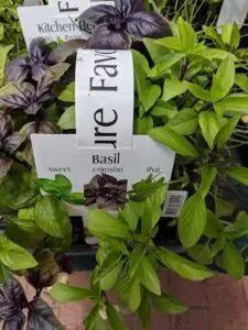 A plant with a label that says Basil Crimson Thai.