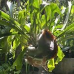 A plant with a large leaf and a small leaf hangs from a tree branch.