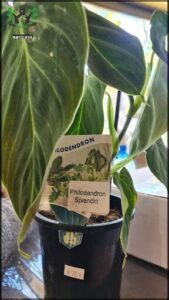 A plant with a tag that says "Philodendron Spinidifolium" is in a pot.