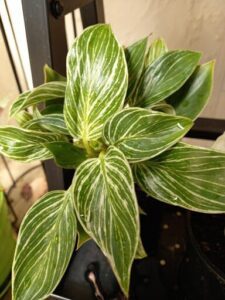 A plant with green and white leaves is sitting in a pot.