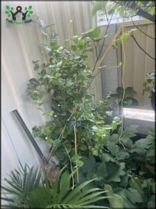 A plant with green leaves and a long stem is growing in a pot.