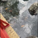 A pond with a red dock and a variety of fish swimming in it.