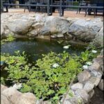 A pond with a waterfall and a fountain, surrounded by rocks and plants.