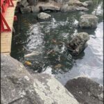 A pond with a wooden walkway over it, filled with fish.