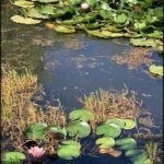 A pond with lily pads and a few flowers.