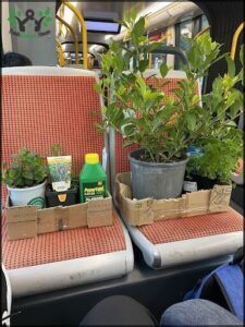 A potted plant is placed on a seat of a bus.