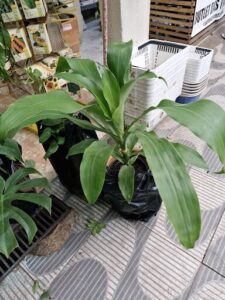 A potted plant with a black bag on the ground.