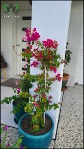 A potted plant with a long stem and red flowers is placed on a patio.