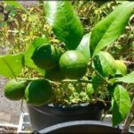 A potted plant with green leaves and a few oranges growing on it.