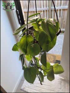 A potted plant with green leaves hanging from a hook.