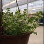 A potted plant with green leaves is hanging from a hook.