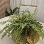 A potted plant with green leaves sits on a table.