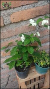 A potted plant with white flowers sits on a table next to a brick wall.