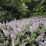 A purple flower bush with green leaves.