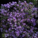 A purple flower bush with purple flowers.