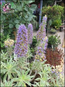 A purple flower stands tall among other plants in a garden.
