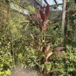 A red flower stands out in a garden filled with green plants.