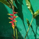 A red flower with yellow tips is growing on a green wall.