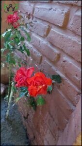 A red rose with green leaves sits on a brick wall.