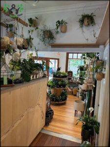 A room filled with potted plants and hanging vines.